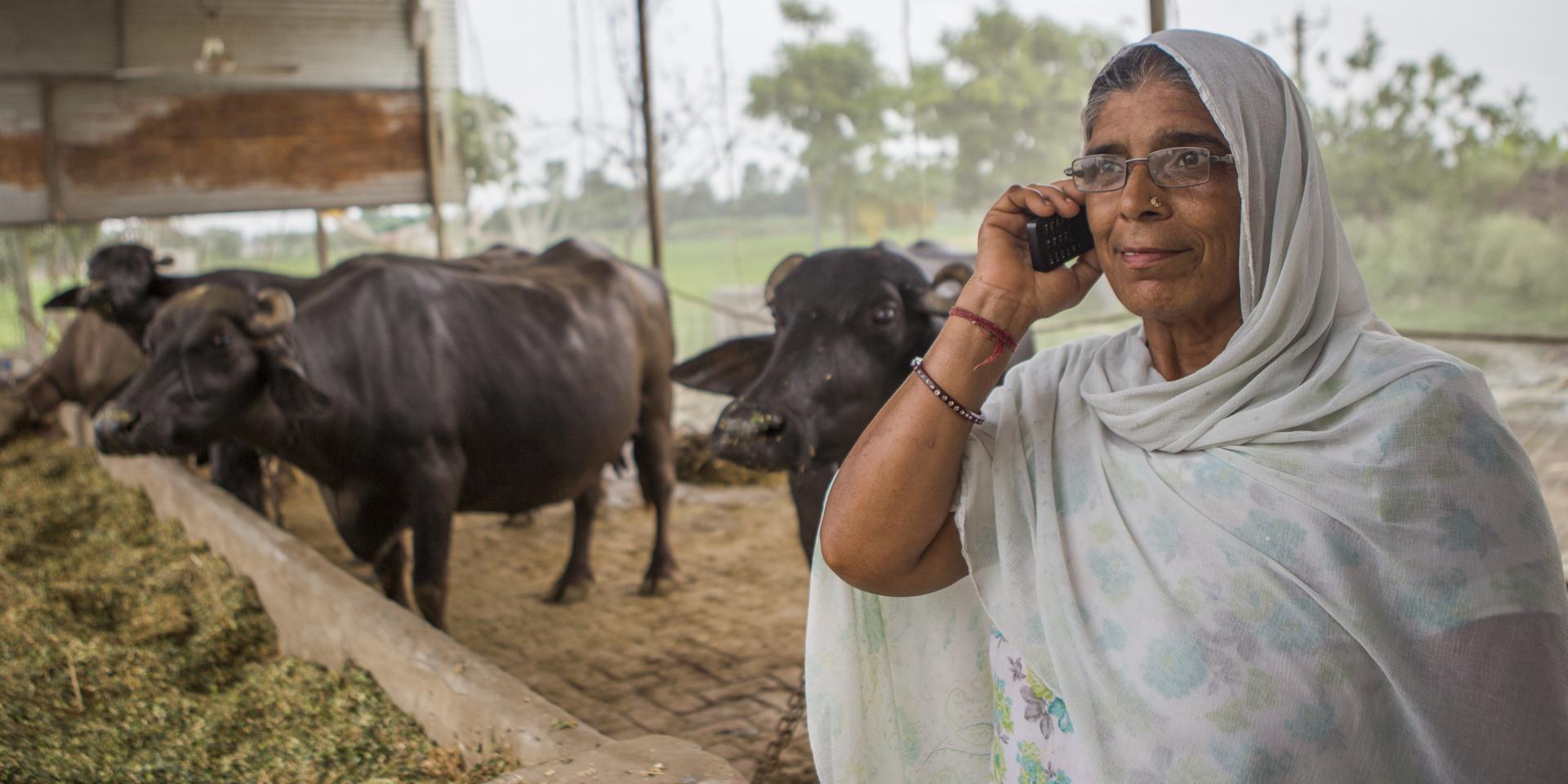 56 years old Kamla Devi listens to messages of weather and best climate friendly crop practices on her mobile phone while working in the cowshed at her home in Anjanthalli
