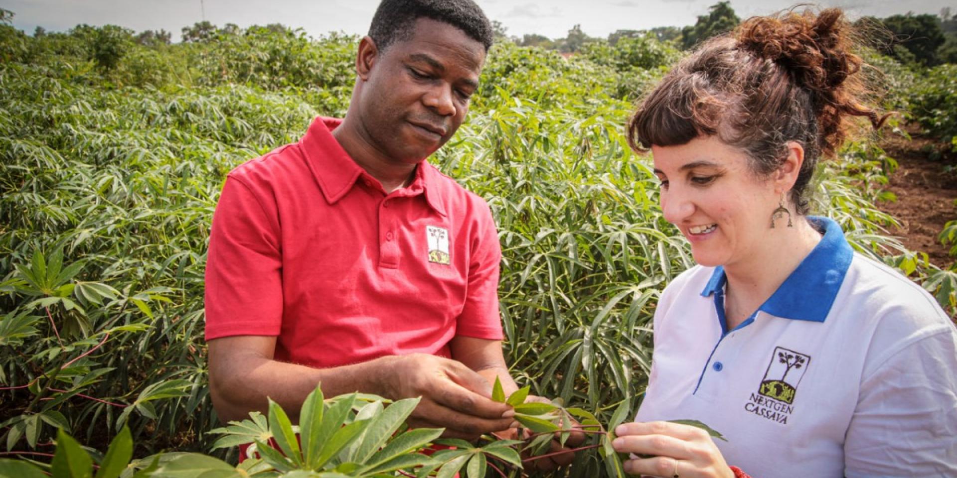 Hale Ann Tufan, right, inspects a cassava plant with Chiedozie Egesi, program director for the NextGen Cassava project, during a visit to research fields in Namulonge, Uganda