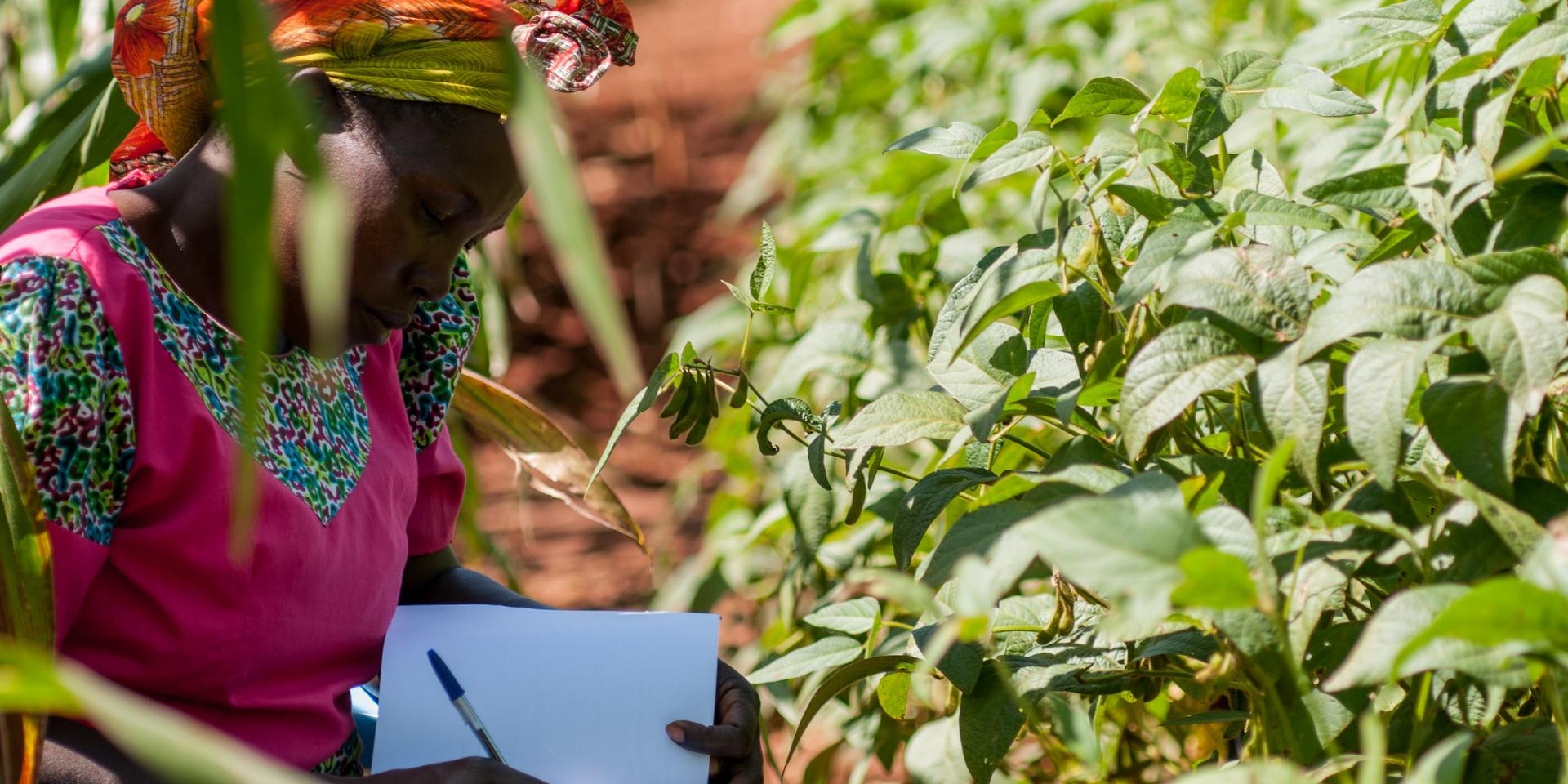 Woman with climate-smart soils in Kenya. Photo: Georgina Smith/CIAT.