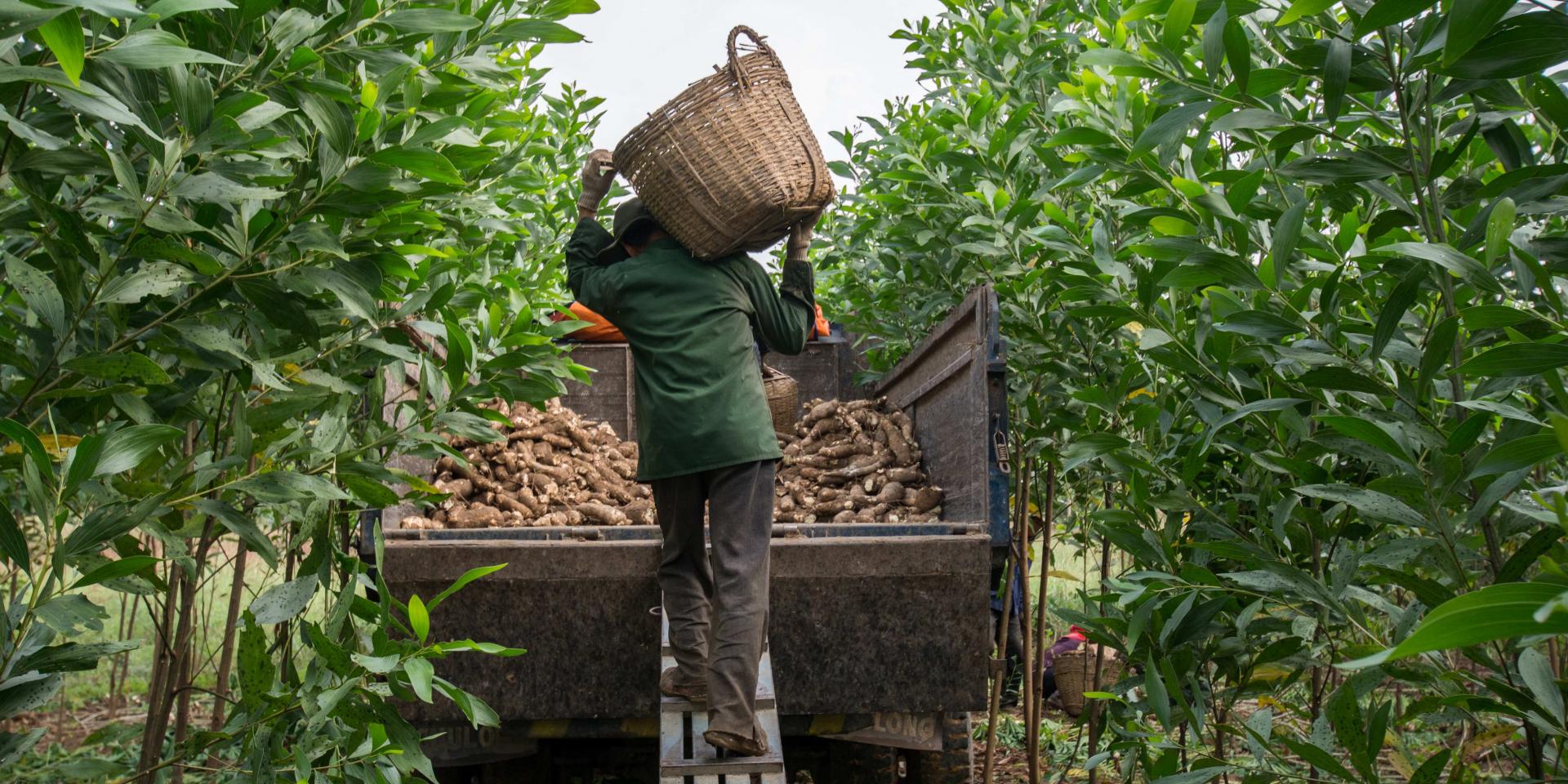 Harvesting improved cassava varieties in Vietnam