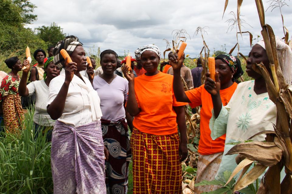 Women with Vitamin A maize in Zambia. Photo: HarvestPlus.