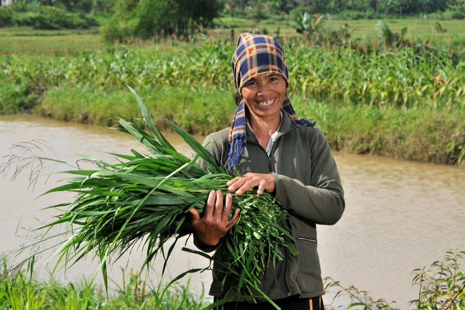 Pic by Neil Palmer (CIAT). Improved CIAT forages in Dak Lak province, in the central highlands of Vietnam. 