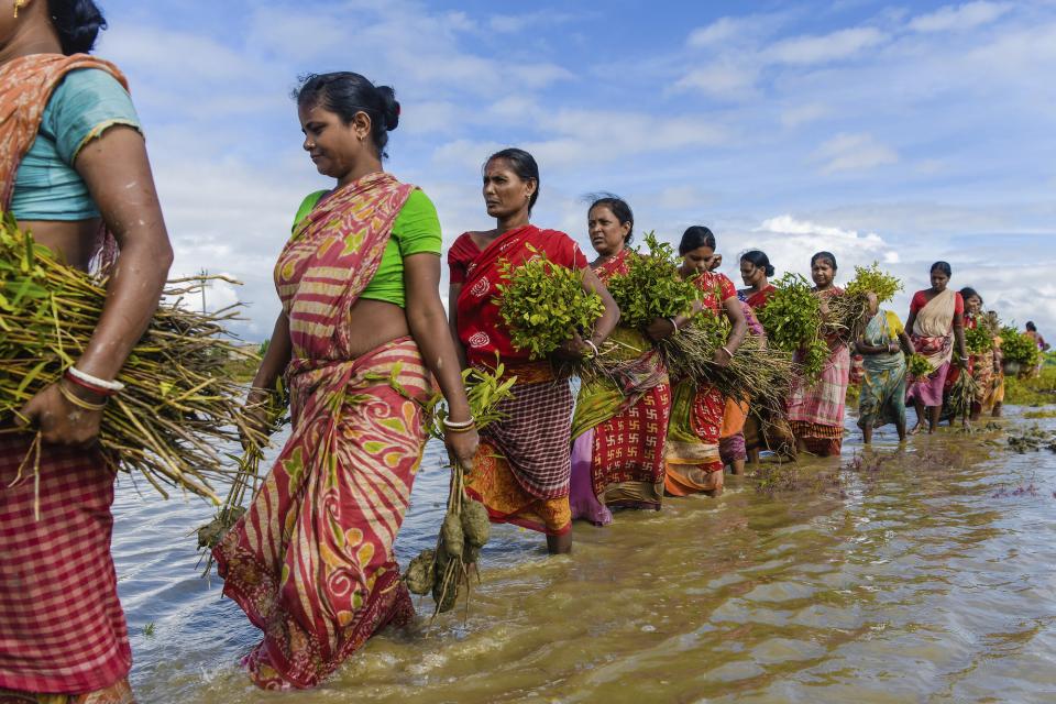 Mangrove Plantation Drive, a group of women walking through shallow water, carrying mangrove saplings. 
