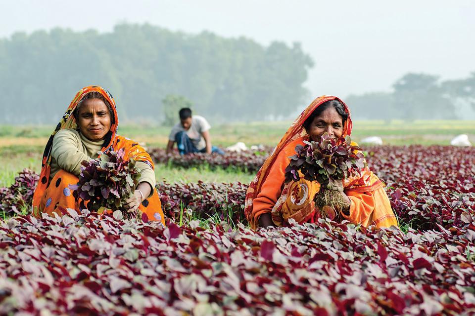 Women in the fields Khulna, Bangladesh