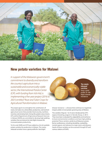 New potato varieties for Malawi