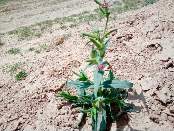 Site security - images of 2020 spring