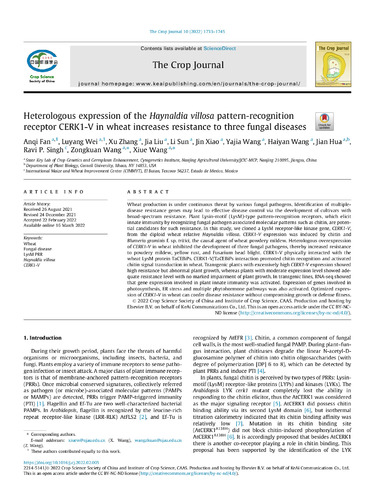 Heterologous expression of the Haynaldia villosa pattern-recognition receptor CERK1-V in wheat increases resistance to three fungal diseases