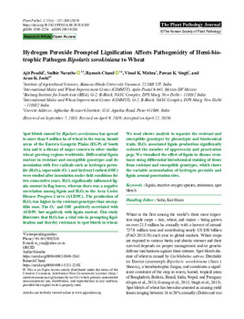 Hydrogen peroxide prompted lignification affects pathogenicity of hemi-biotrophic pathogen Bipolaris sorokiniana to wheat