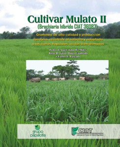 Cultivar mulato II (Brachiaria híbrido CIAT 36087): Gramínea de alta calidad y producción forrajera, resistente a salivazo y adaptada a suelos tropicales ácidos bien drenados