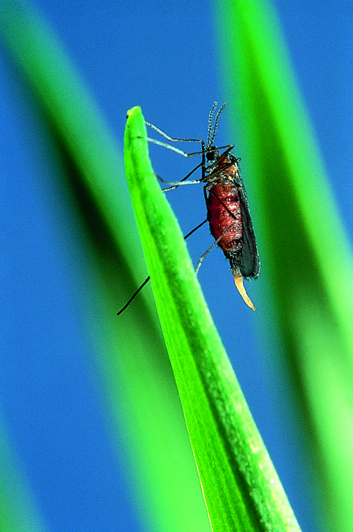 Hessian fly Adult