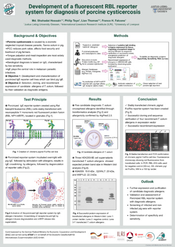 Development of a fluorescent RBL reporter system for diagnosis of porcine cysticercosis