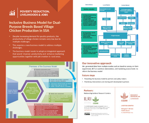 Inclusive business model for dual-purpose breeds based village chicken production in SSA