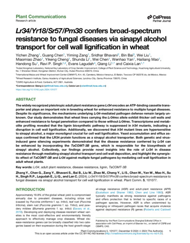 Lr34/Yr18/Sr57/Pm38 confers broad-spectrum resistance to fungal diseases via transport of sinapyl alcohol for cell wall lignification in wheat