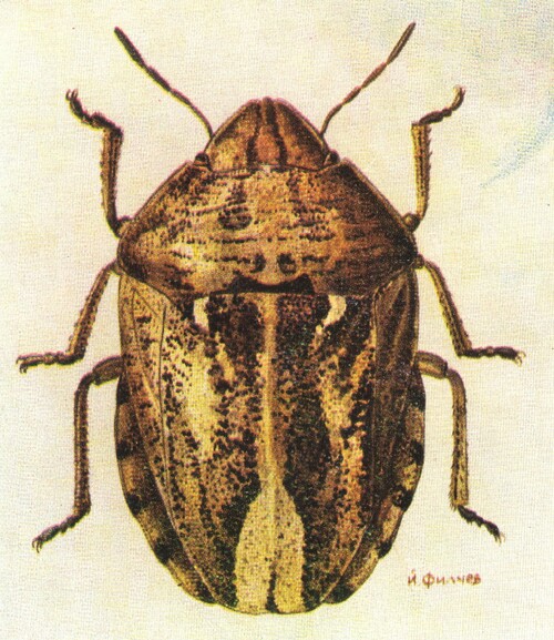Adult Sunn pest ( E. Integriceps )