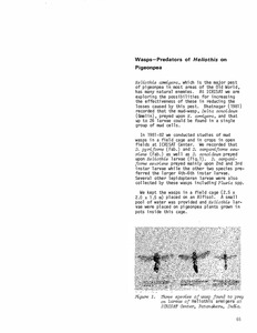 Wasps-Predators of Heliothis on Pigeonpea