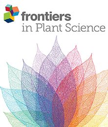 Heterosis and Responses to Selection in Orange-Fleshed Sweetpotato (Ipomoea batatas L.) Improved Using Reciprocal Recurrent Selection