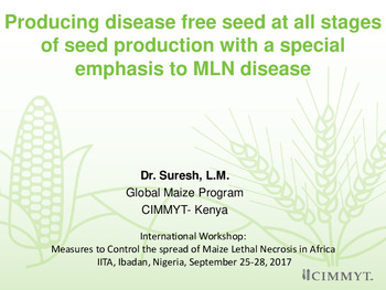 Producing disease free seed at all stages of seed production with a special emphasis to MLN disease