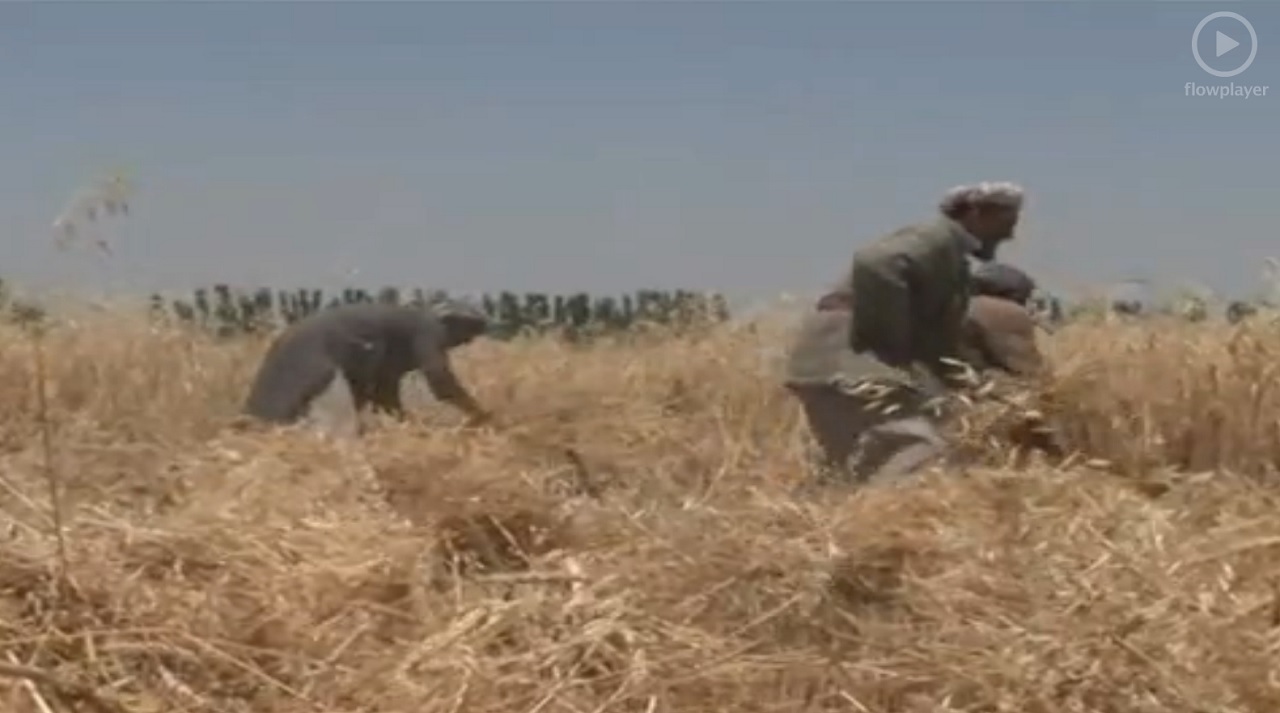 Two Afghan brothers and wheat