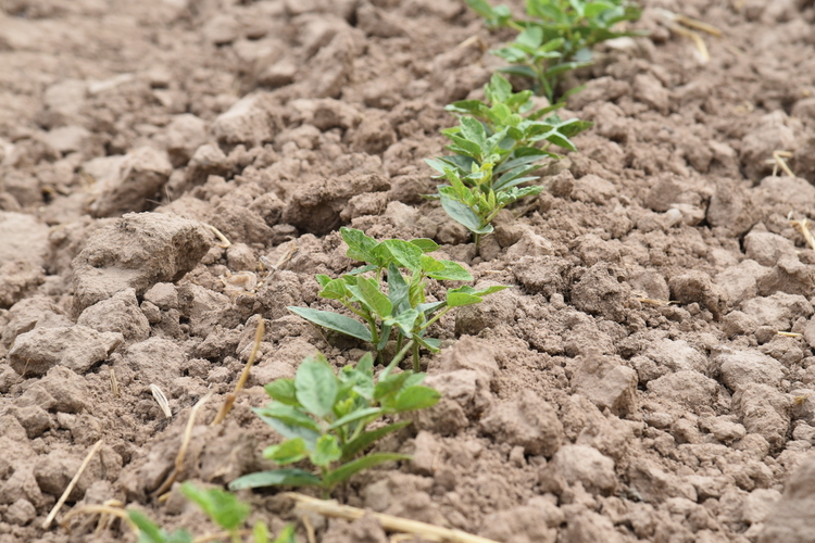 Cotton seedlings in Karshi district, Kashkadarya region