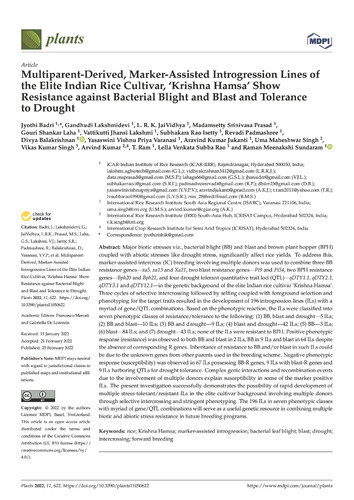 Multiparent-Derived, Marker-Assisted Introgression Lines of the Elite Indian Rice Cultivar, ‘Krishna Hamsa’ Show Resistance against Bacterial Blight and Blast and Tolerance to Drought