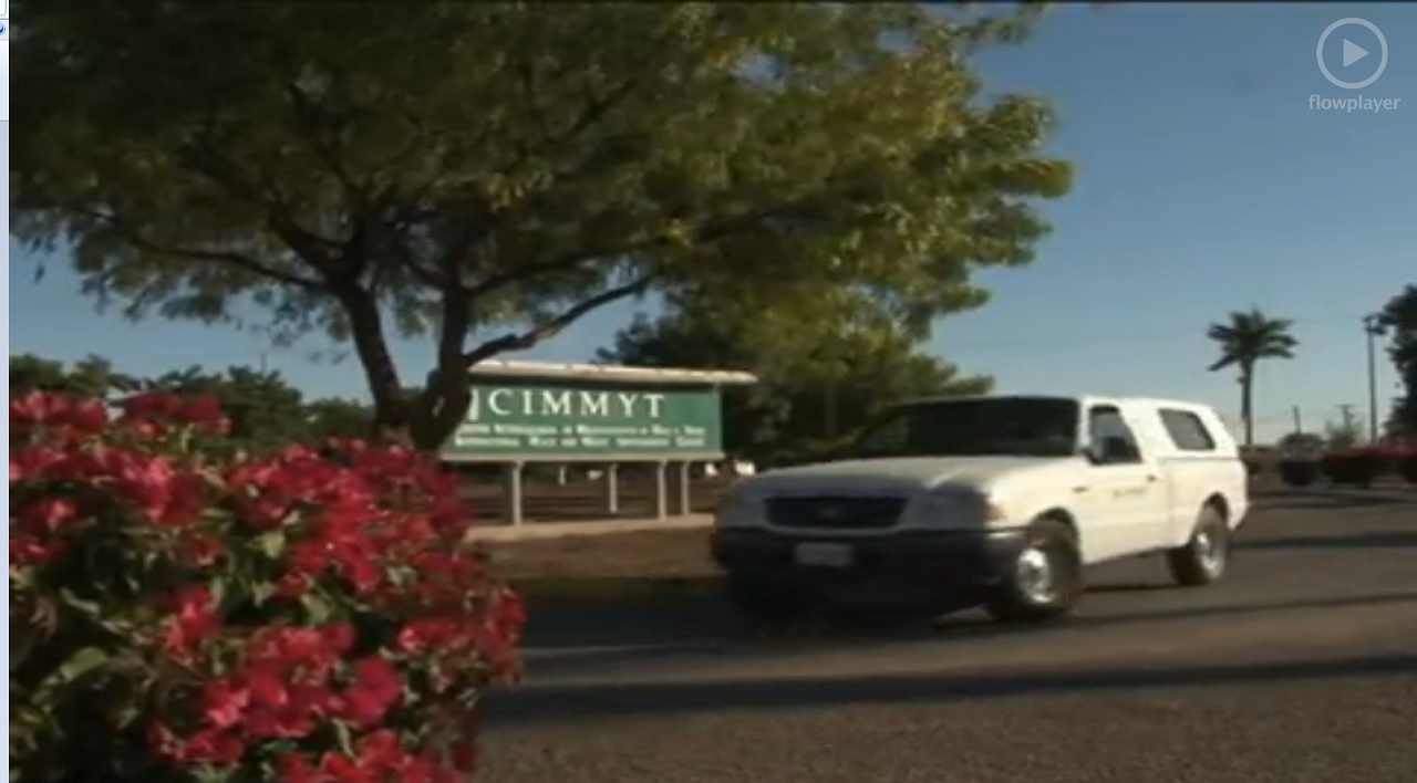 Rust resistant durum wheat