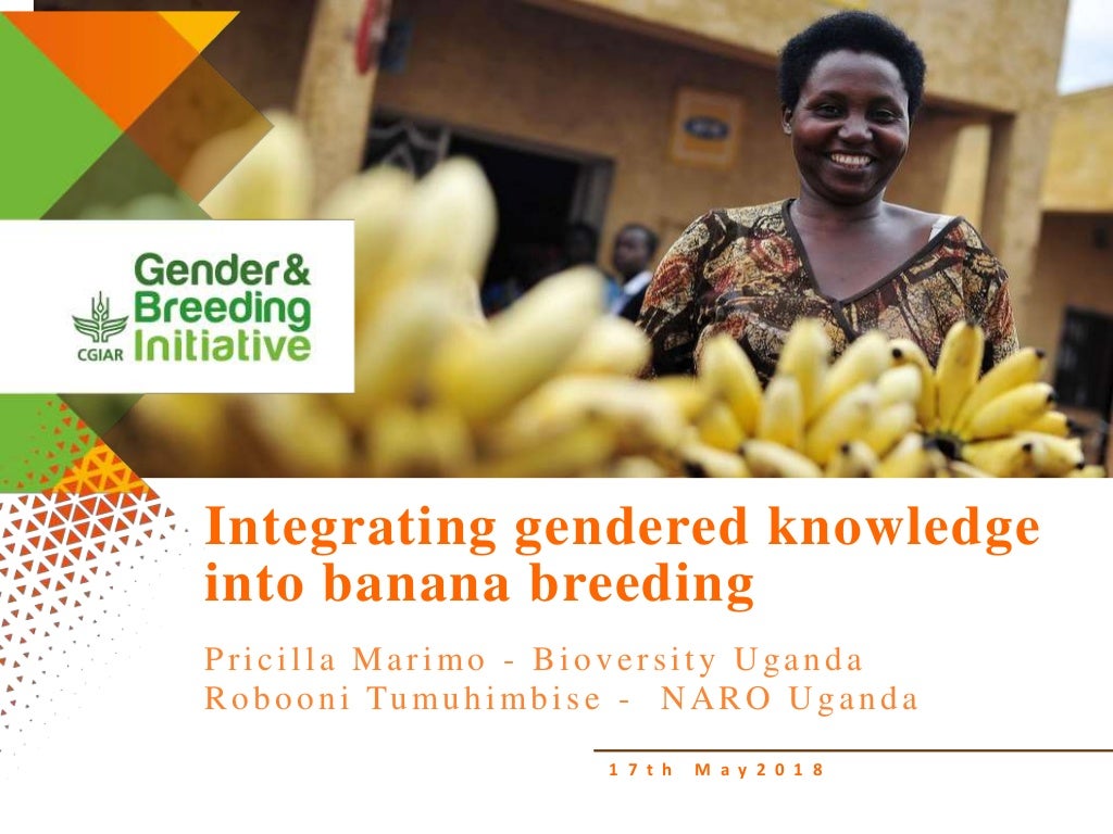 Integrating gendered knowledge into banana breeding