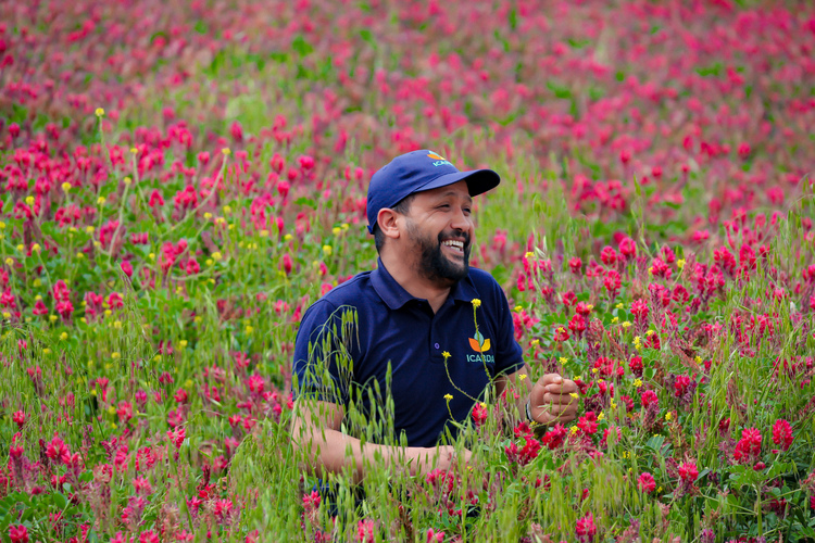 Sulla (Hedysarum coronarium L.): A Sustainable Legume Specie Used for Forage in the Agroecological Living Landscape of Tunisia