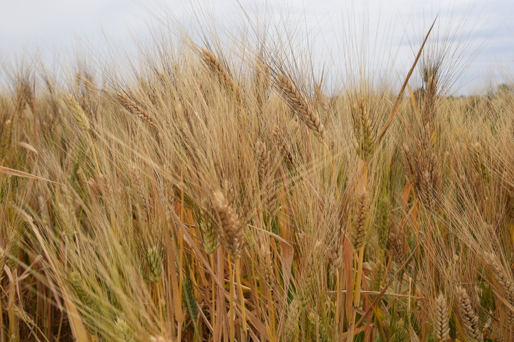 Winter wheat in irrigated areas of Kashkadarya region, Uzbekistan
