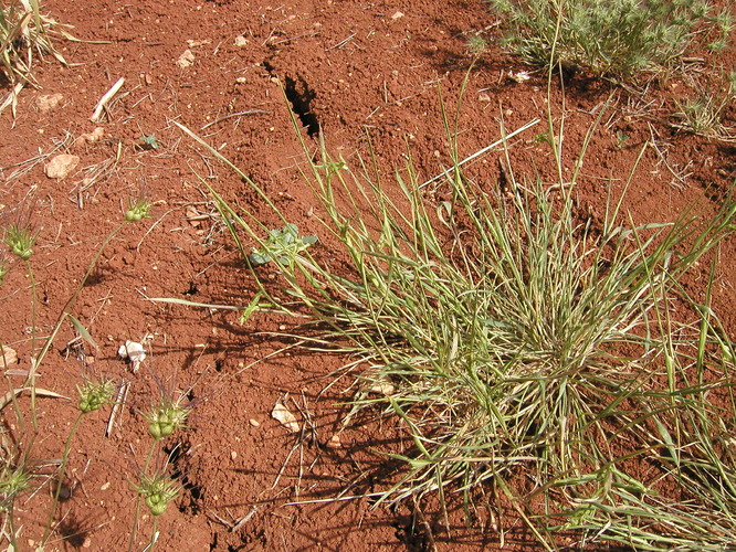 Damage of Russian Wheat Aphid_Wild Relatives