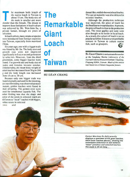 The remarkable giant loach of Taiwan