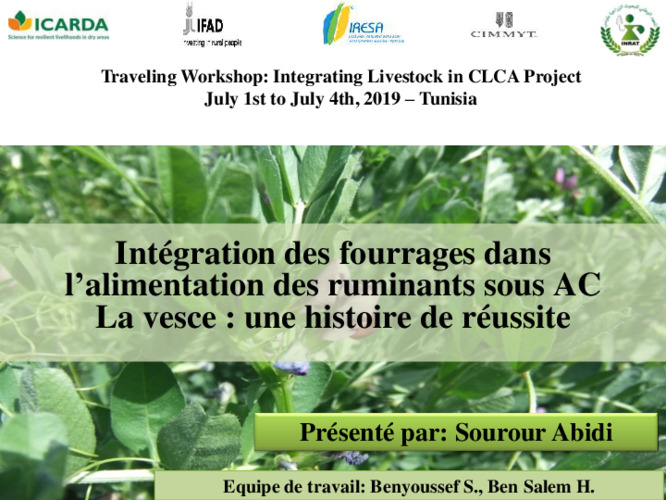 Intégration des fourrages dans l'alimentation des ruminants sous AC: La vesce, une histoire de réussite