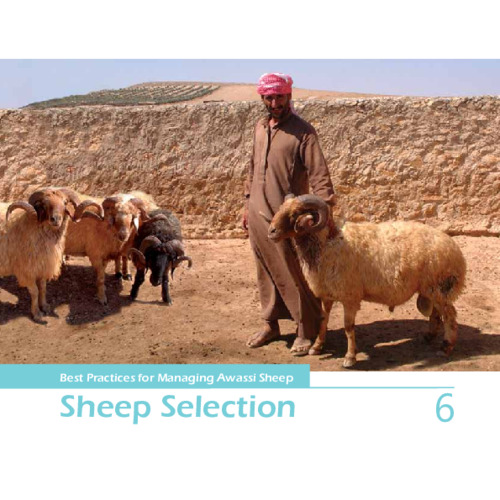 Best Practices for Managing Awassi Sheep 6 - Sheep Selection
