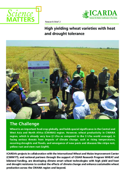 High yielding wheat varieties with heat and drought tolerance