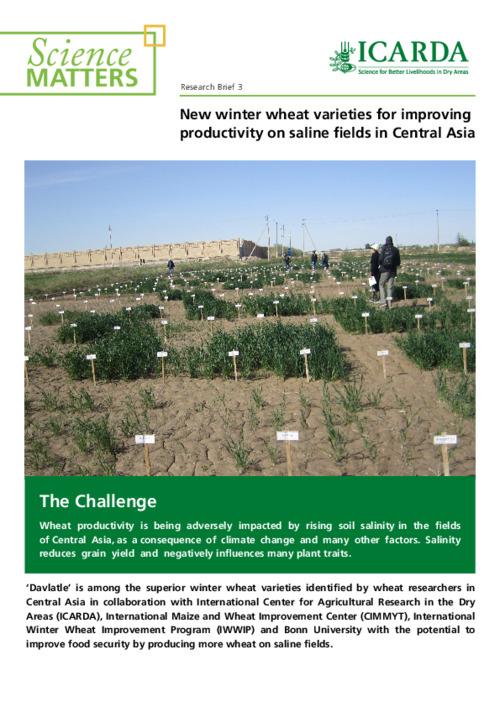 New winter wheat varieties for improving productivity on saline fields in Central Asia