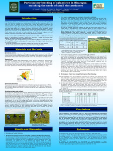 Participatory breeding of upland rice in Nicaragua: matching the needs of small rice producers