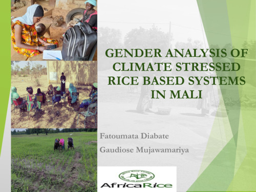 Gender analysis of climate stressed rice-based systems in Mali