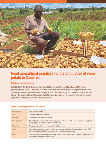 Good agricultural practices for the production of ware potato in Cameroon