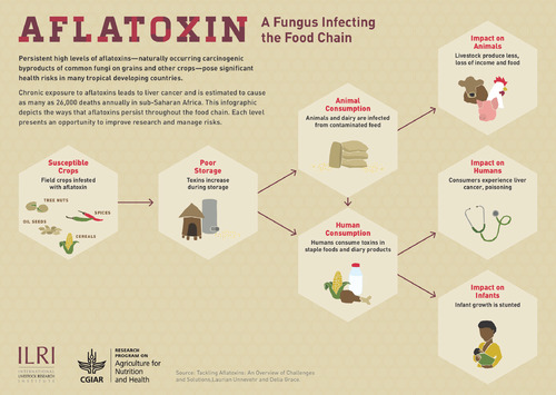 Aflatoxin: A fungal toxin infecting the food chain