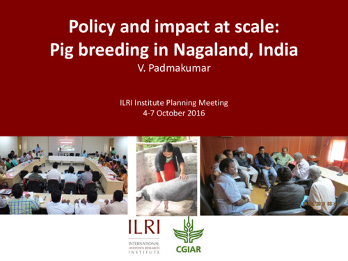 Policy and impact at scale: Pig breeding in Nagaland, India