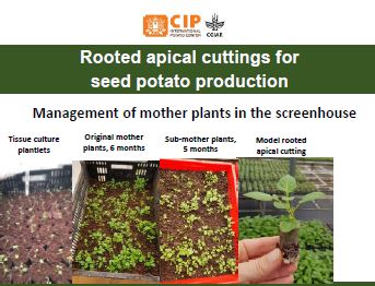 Rooted apical cuttings for seed potato production: Management of mother plants in the screenhouse