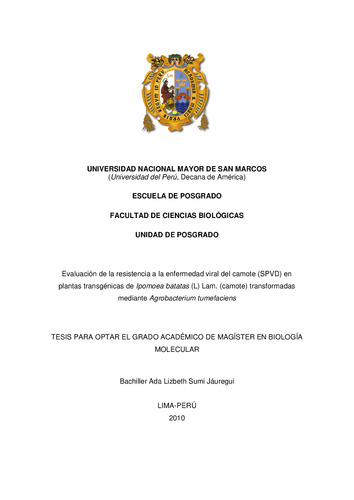 Evaluación de la resistencia a la enfermedad viral del camote (SPVD) en plantas transgénicas de Ipomoea batatas (L) Lam. (camote) transformadas mediante Agrobacterium tumefaciens