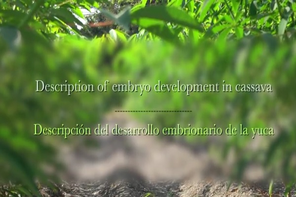Description of embryo development in cassava = Descripción del desarrollo embrionario en yuca