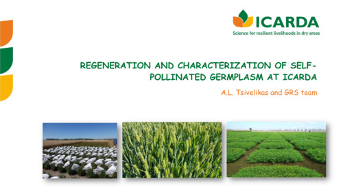 Regeneration and characterization of self-pollinated crops at ICARDA – Best practices and considerations