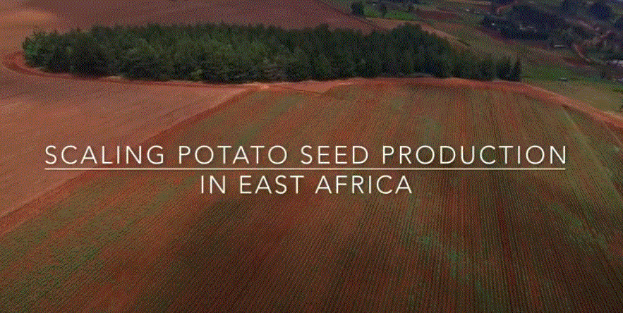 Scaling Potato Seed production in East Africa