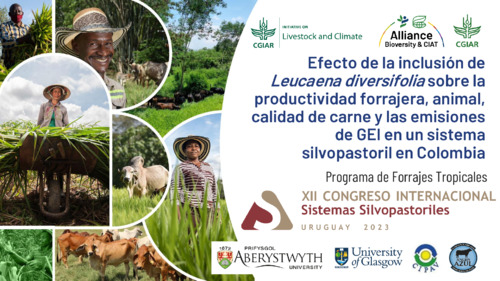 Efecto de la inclusión de Leucaena diversifolia sobre la productividad forrajera, animal, calidad de carne y las emisiones de GEI en un sistema silvopastoril en Colombia