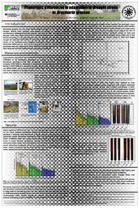 Phenoypic differences in adaptation to drought stress in Brachiaria grasses