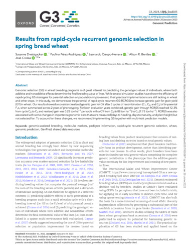 Results from rapid-cycle recurrent genomic selection in spring bread wheat