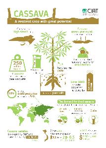 Cassava: a resilient crop with great potential