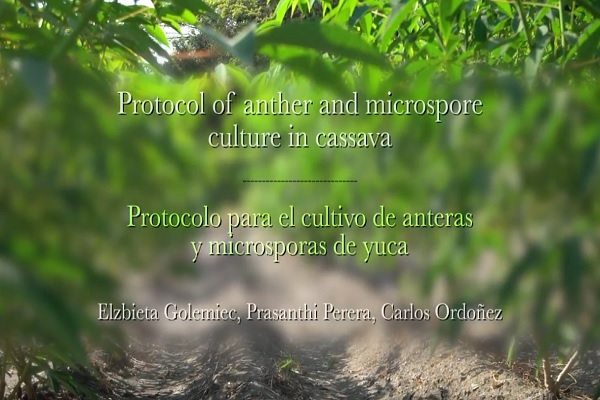 Protocol of anther and microspore culture in cassava (androgenesis) = Protocolo para el cultivo de anteras y microsporas (androgénesis) en yuca/mandioca