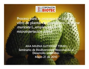 Proceso para la propagación clonal in vitro de plantas de guanábano - Annona muricata L., empleando la microinjertación cíclica